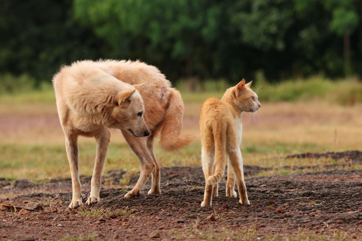 Un chien et un chat se tiennent côte à côte dans la nature