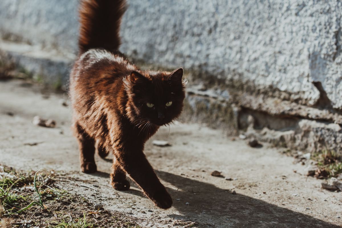 Un chat brun marche dans une rue ensoleillée