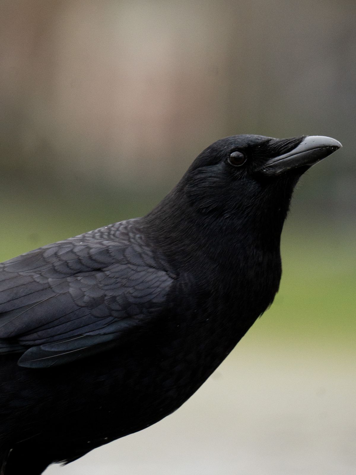 Portrait rapproché d’un corbeau noir