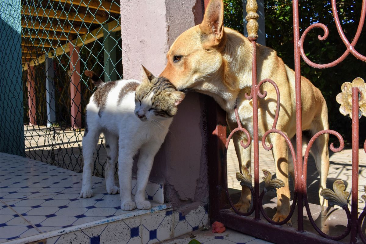 Un chien et un chat assis l’un contre l’autre