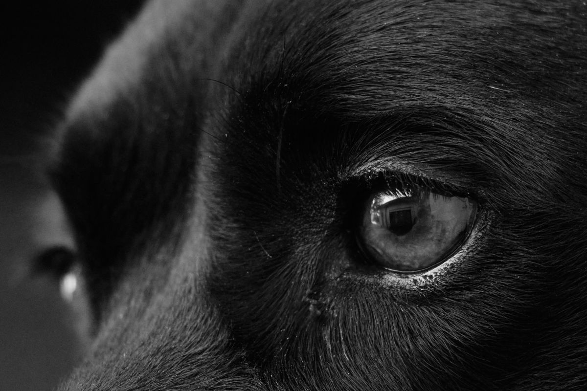 Gros plan sur le regard attentif d’un chien