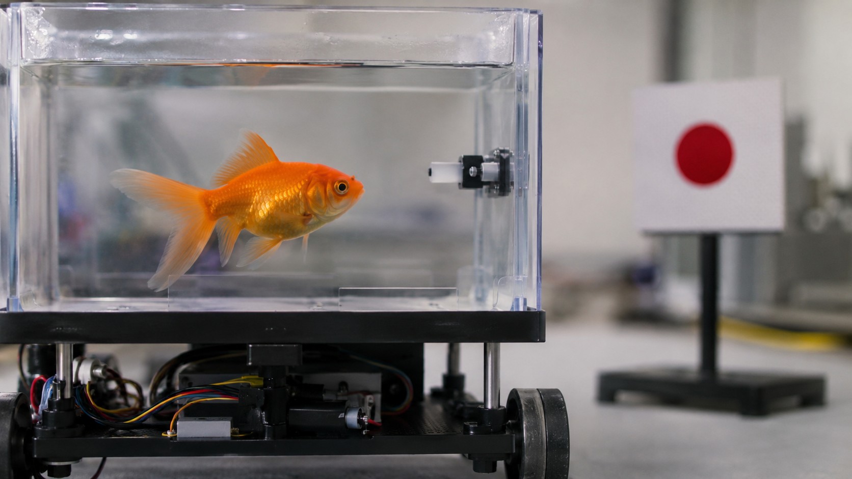 Poisson rouge nageant dans un bac expérimental relié à un véhicule mobile.