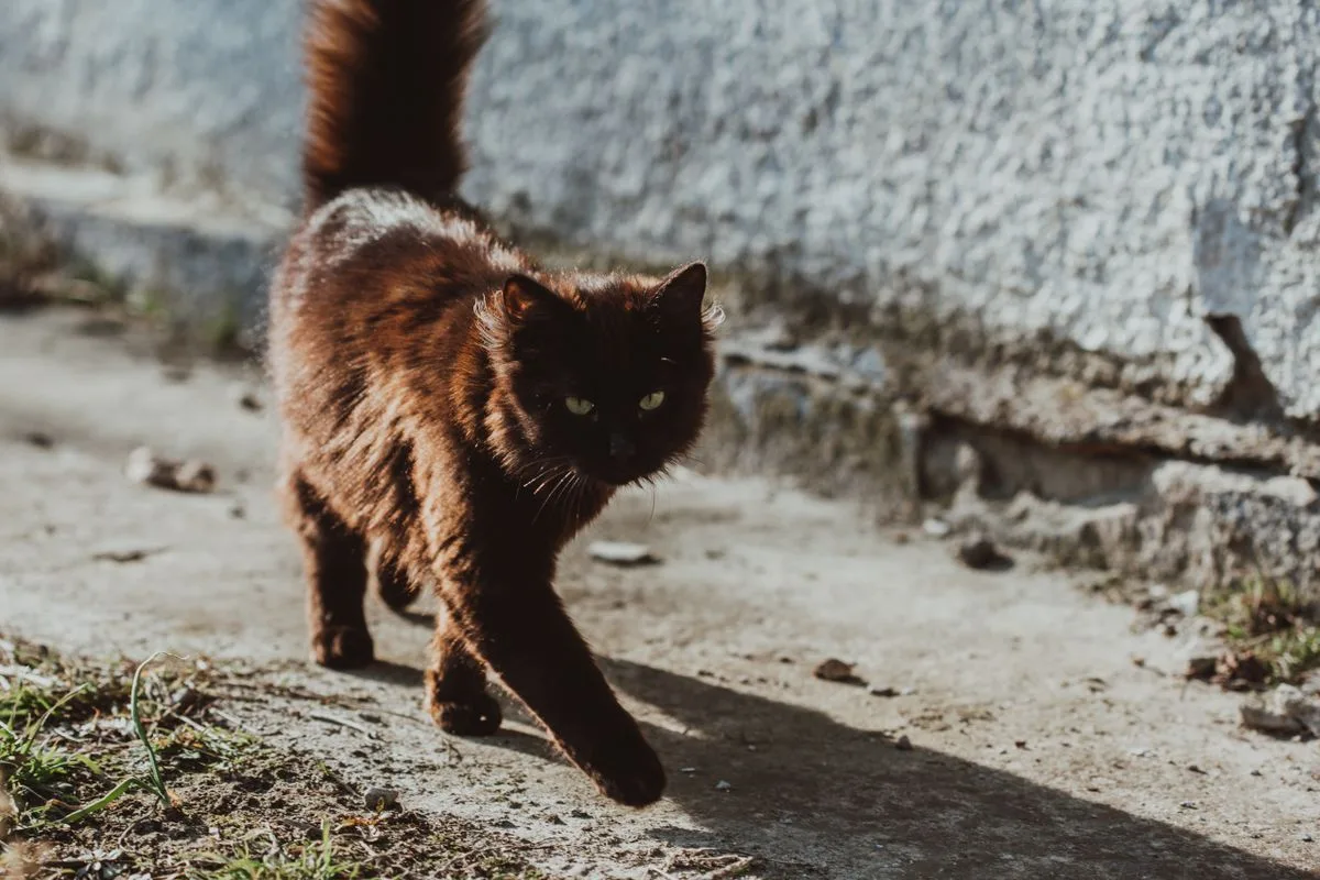 Illustration : Le chat qui accompagne Malo jusqu’à l’école