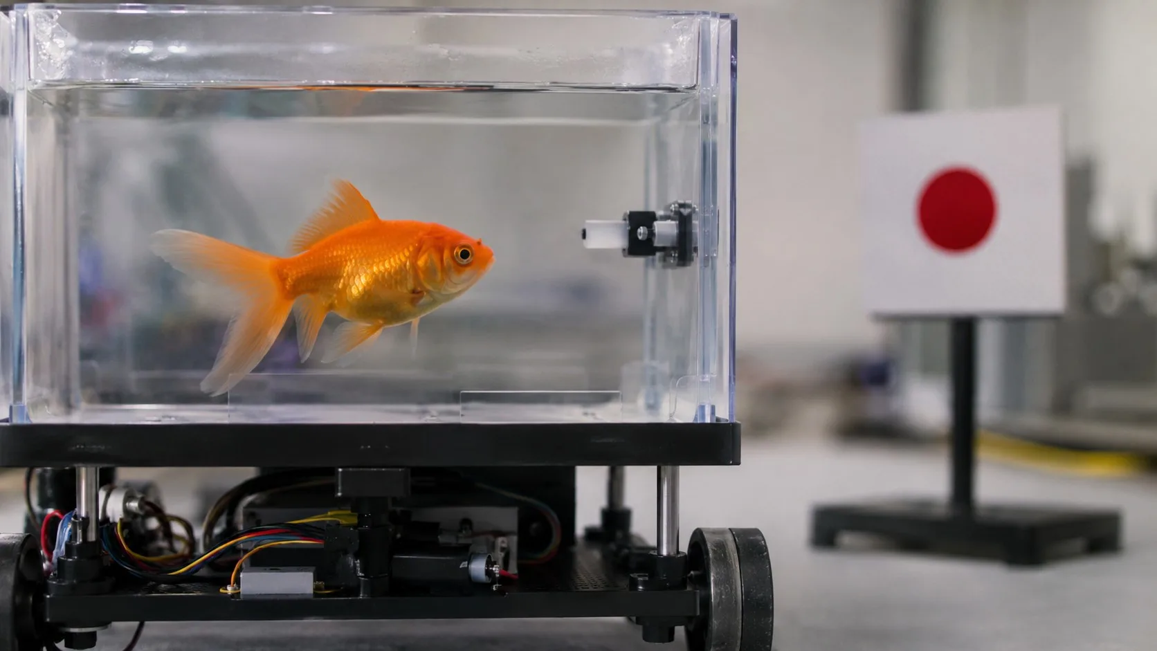 Poisson rouge nageant dans un bac expérimental relié à un véhicule mobile.