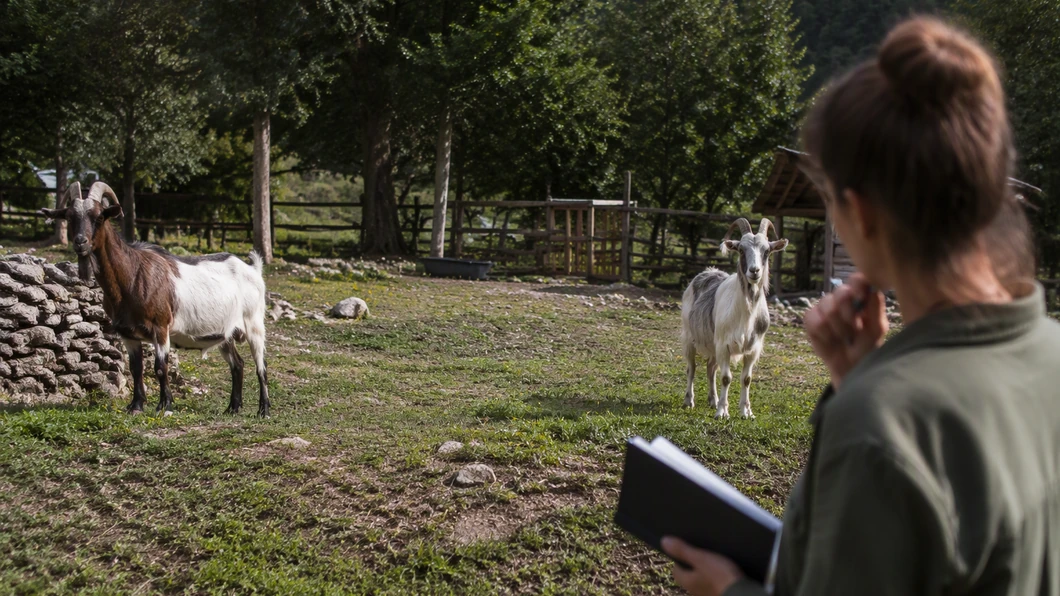 Choisir une chèvre ou un bouc : les critères à vérifier avant l’accueil
