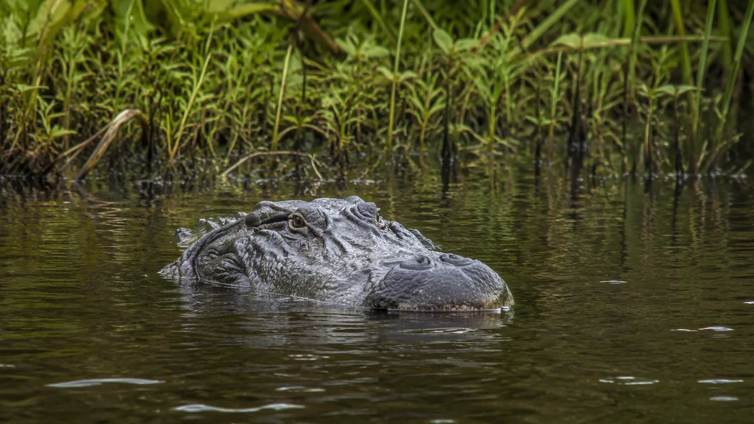 Alligator ou caïman : les repères fiables pour observer sans confondre